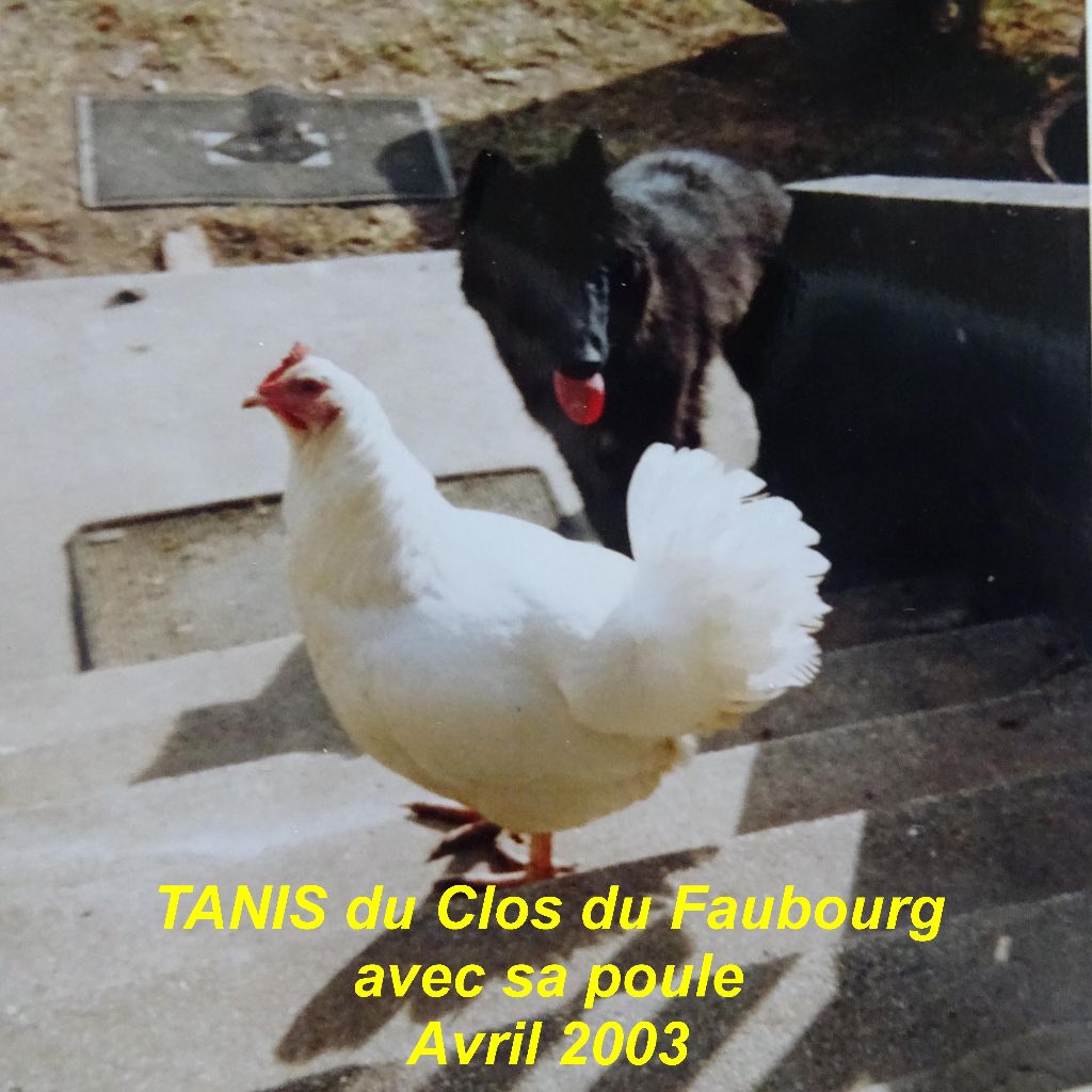 Tanis Du clos du faubourg