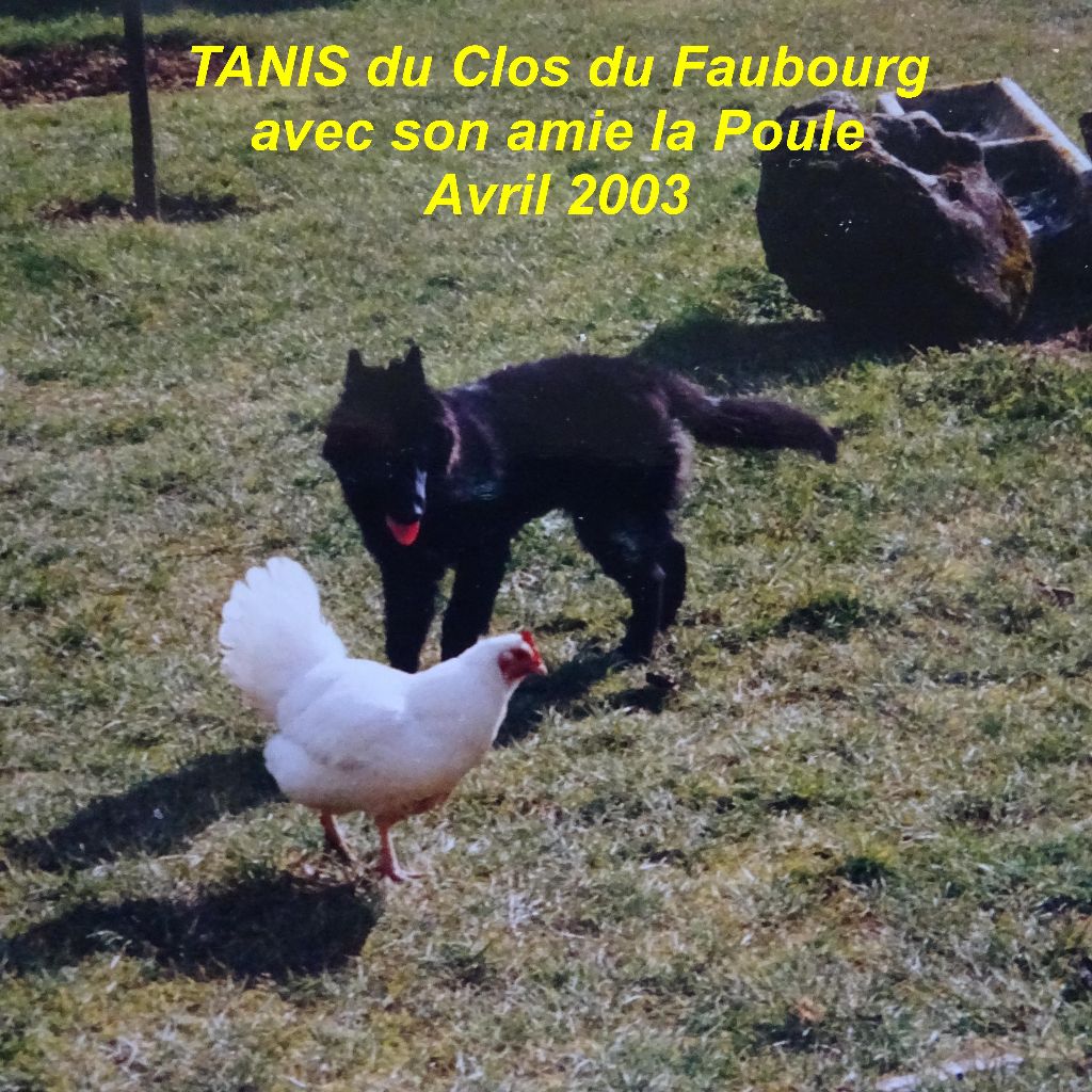 Tanis Du clos du faubourg