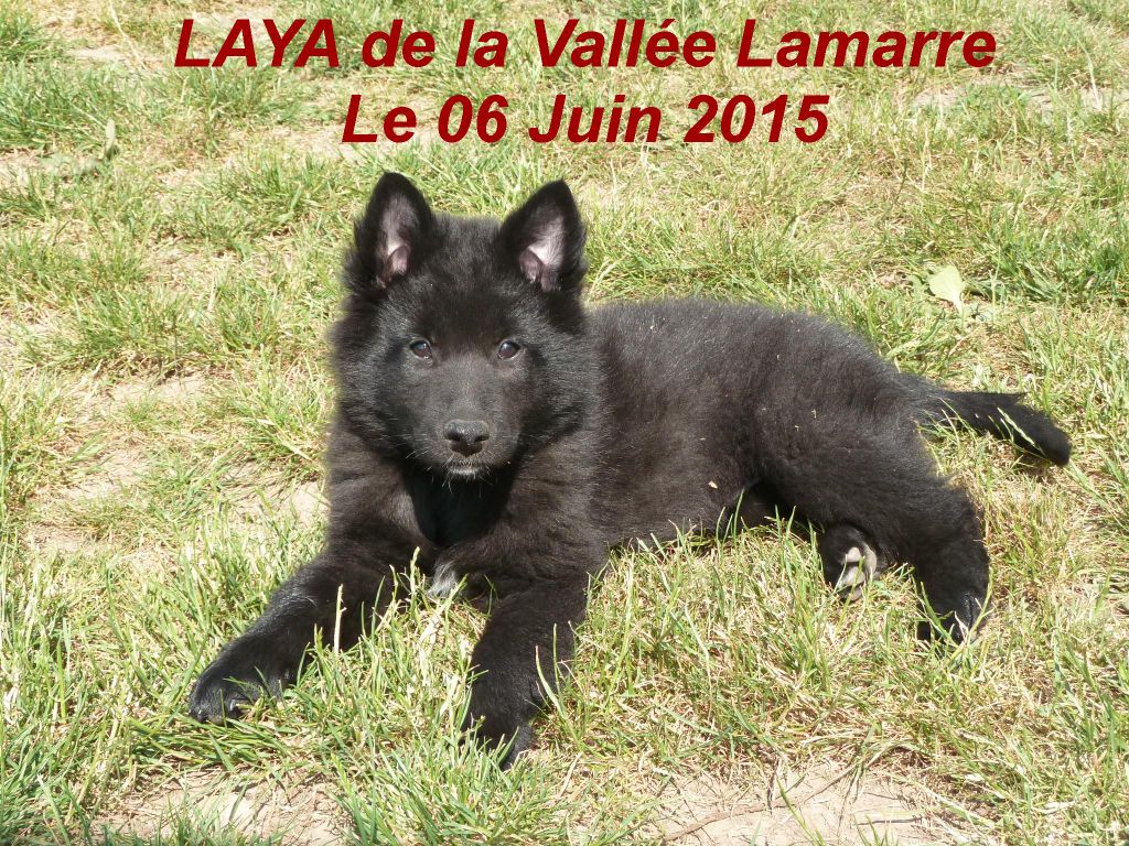 Laya de la Vallée Lamarre