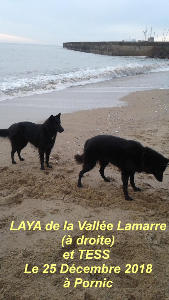 Laya de la Vallée Lamarre