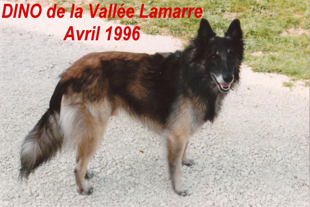 Dino de la Vallée Lamarre