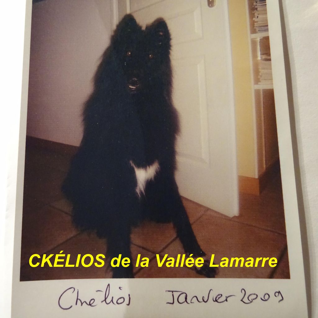 Ckélios de la Vallée Lamarre