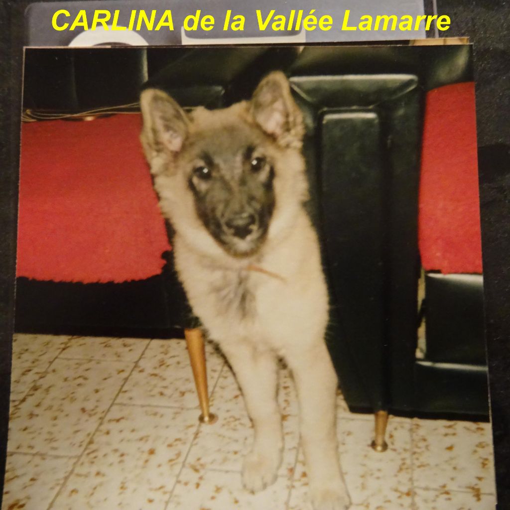 Carlina de la Vallée Lamarre