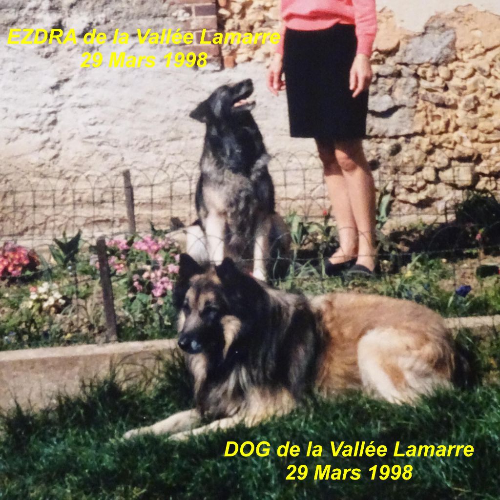 Dog de la Vallée Lamarre